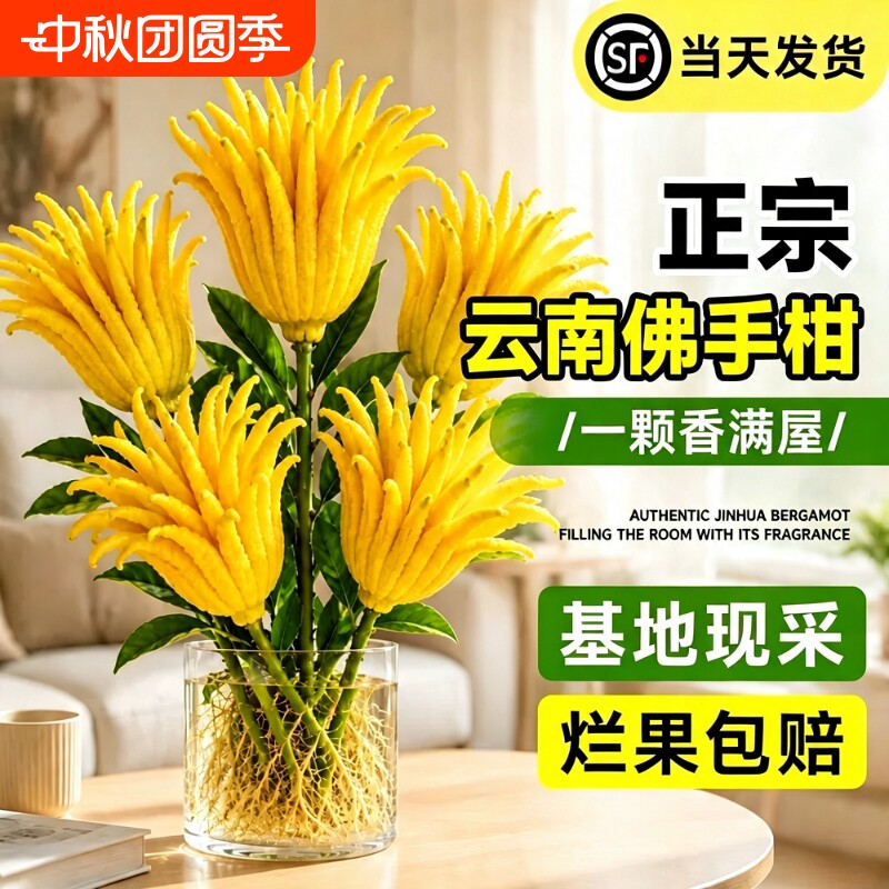 云南佛手柑水培鲜果桌面摆件室内新鲜植物佛手果天然香薰茶桌水养