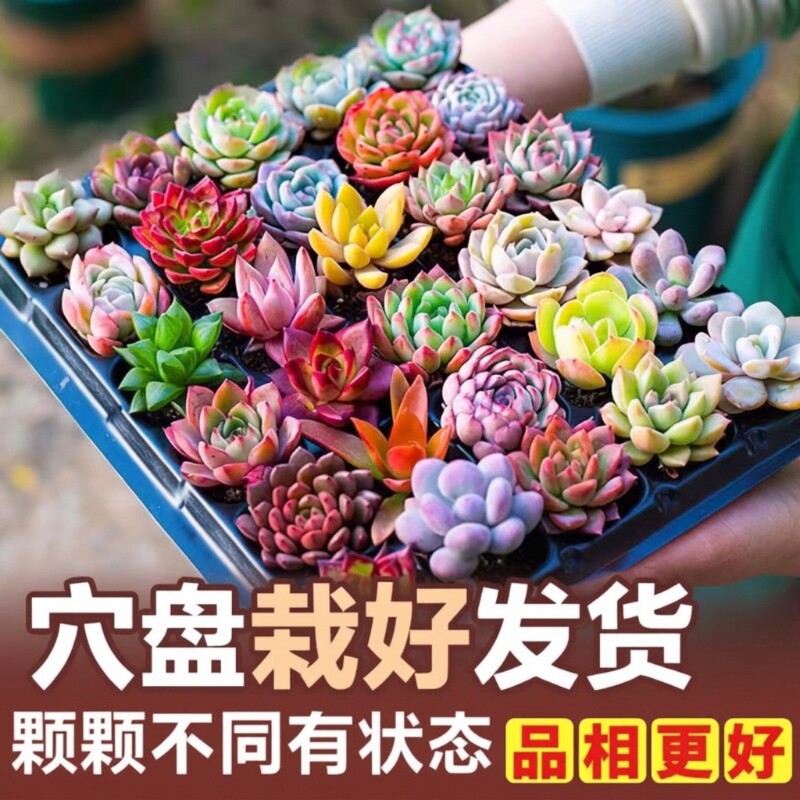 多肉植物批发套餐|超6000次加购图片