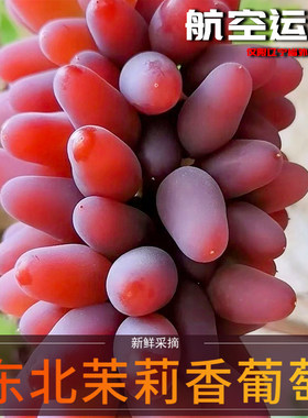 空运茉莉香葡萄新鲜无籽带花香自然无催熟农家自种保鲜发出当季