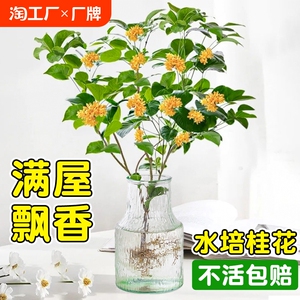 桂花水培植物四季桂花盆栽带花苞浓香型桌面客厅绿植花卉室内好养