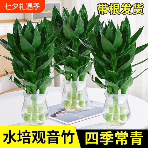 观音竹水培绿植带根好养