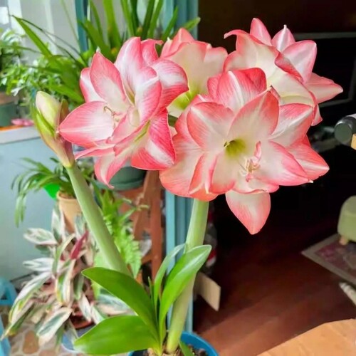 朱顶红重瓣耐寒室内外阳台花卉大球开花景观植株童话花孔雀室外