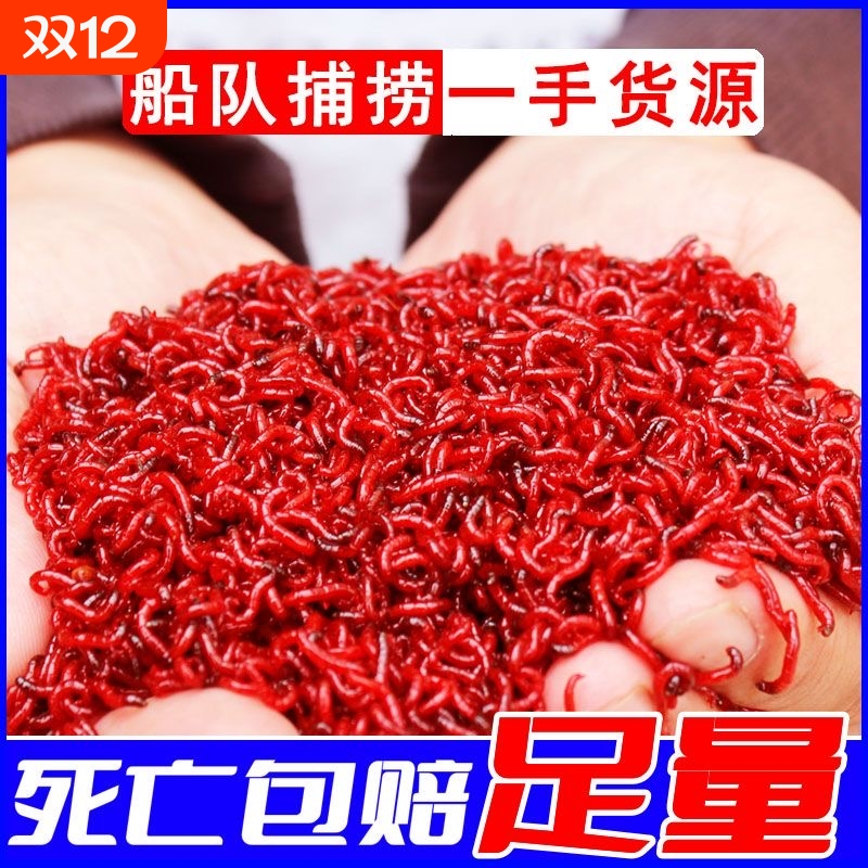 特大红虫活饵鲜活黑坑拉饵小虫大号活体秋冬野钓黑头公虫鲫鱼饵料