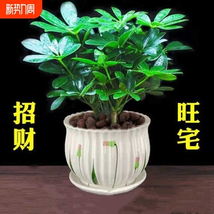 鸭脚木盆栽绿植植物室内花水培绿萝四季 常青好养发财树客厅办公室