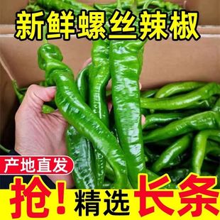 现摘现发新鲜螺丝椒特辣香辣皱皮薄皮青辣椒陇椒虎皮螺旋椒