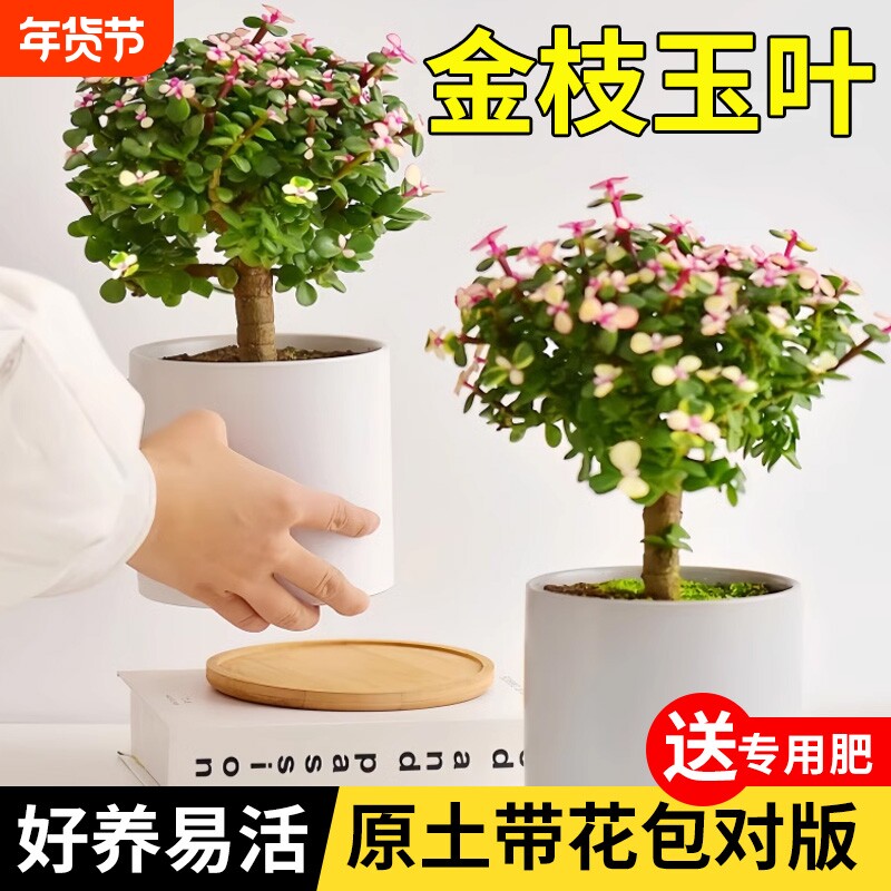 金枝玉叶盆栽多肉植物办公室内花卉老桩绿植好养稀有肉肉盆景水培