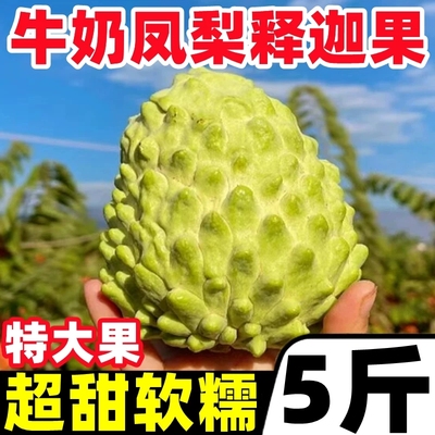 云南高原新鲜牛奶凤梨释迦林檎番荔枝千亩基地摩尼果当季新鲜水果