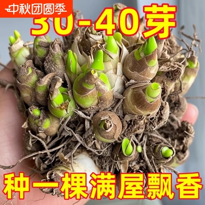 晚香玉种球重瓣大花四季绿植花卉耐寒盆地栽懒人养阳台室内多年生