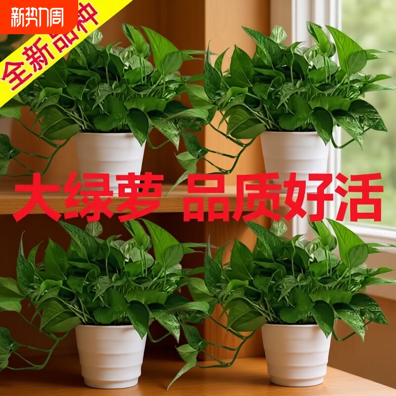 绿萝盆栽室内好养净化空气水培植物绿植花卉大叶绿箩客厅办公室