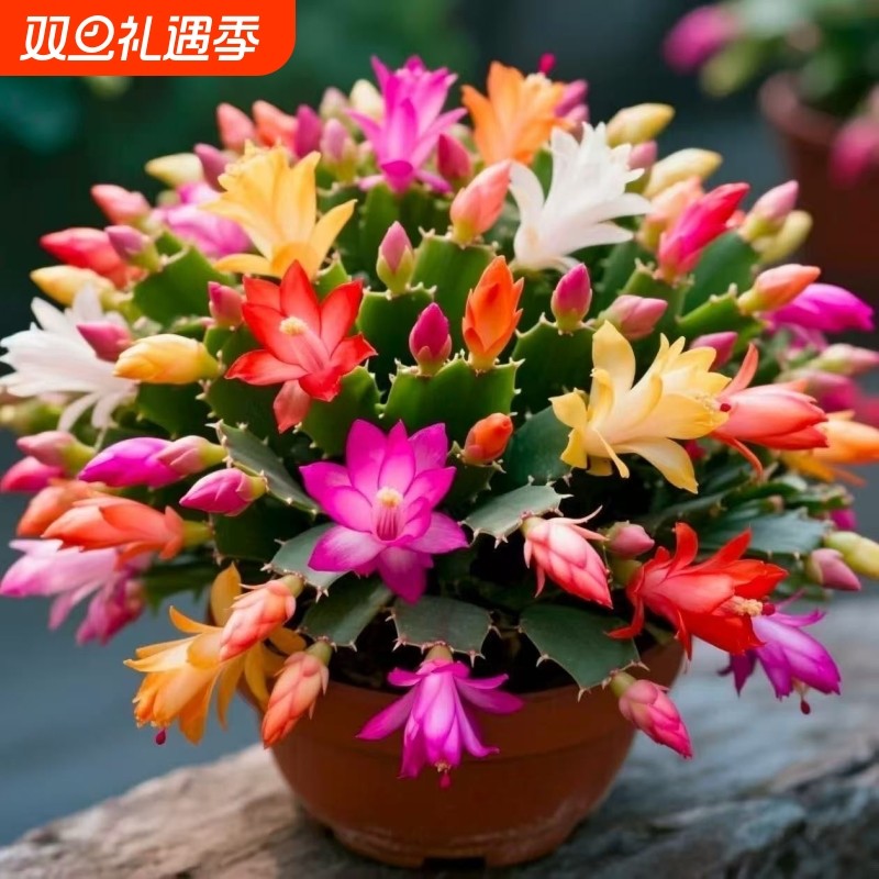 清仓处理中【带花苞】多色蟹爪兰花苗盆栽大苗好养耐活卉