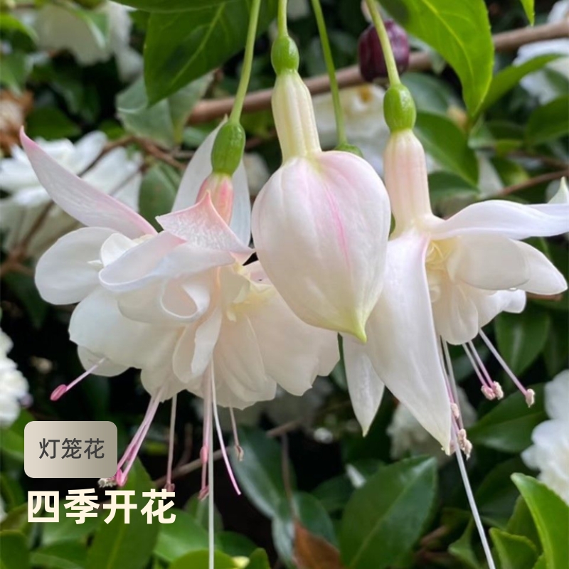 倒挂金钟花种籽花卉大全灯笼花种子室内外盆栽吊兰重瓣易种花种籽