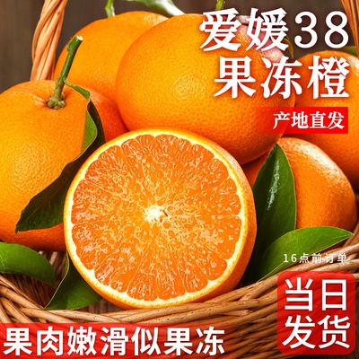 正宗爱媛果冻橙新鲜水果