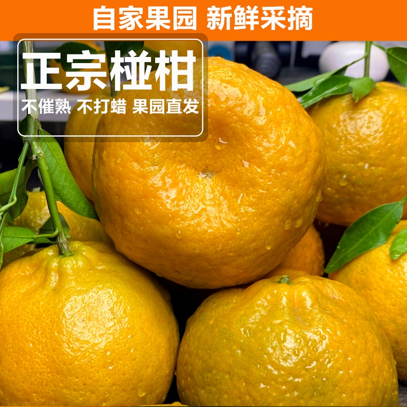 现货椪柑新鲜椪柑桔子现摘当季新鲜水果孕妇水果批发果园直发芦柑