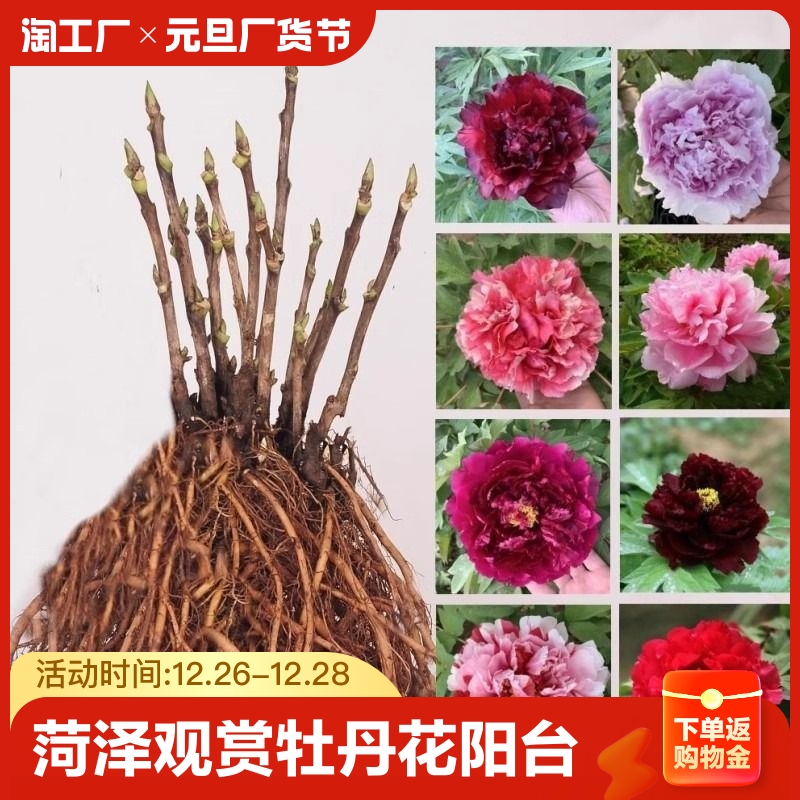 菏泽观赏牡丹花苗重瓣大苗阳台庭院盆栽花卉室内外绿植树苗洛阳红