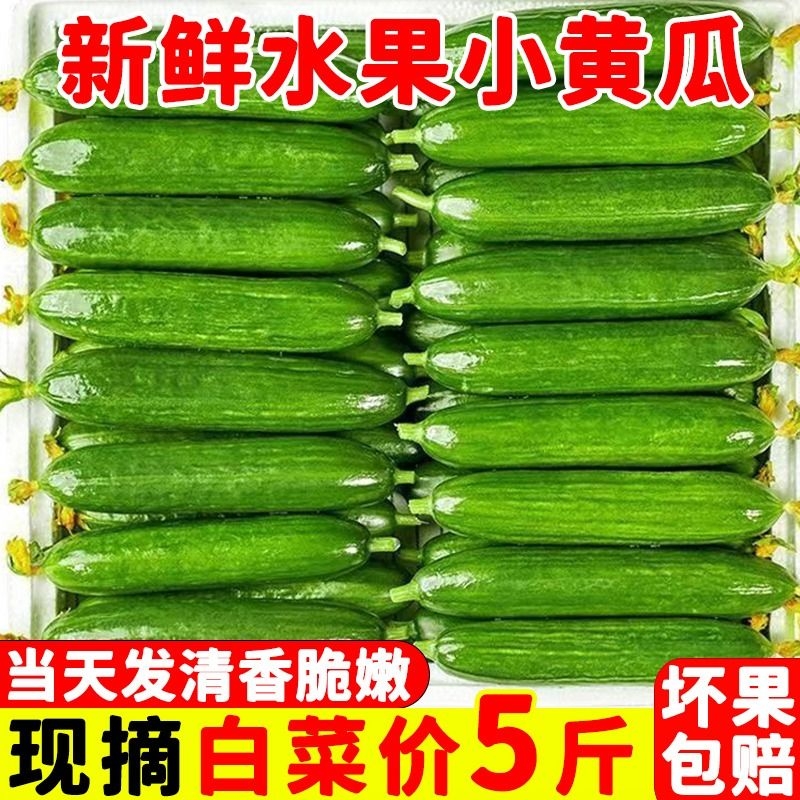 水果黄瓜生吃蔬菜脆新鲜5斤青瓜荷兰当季无刺小黄瓜现摘包邮配送