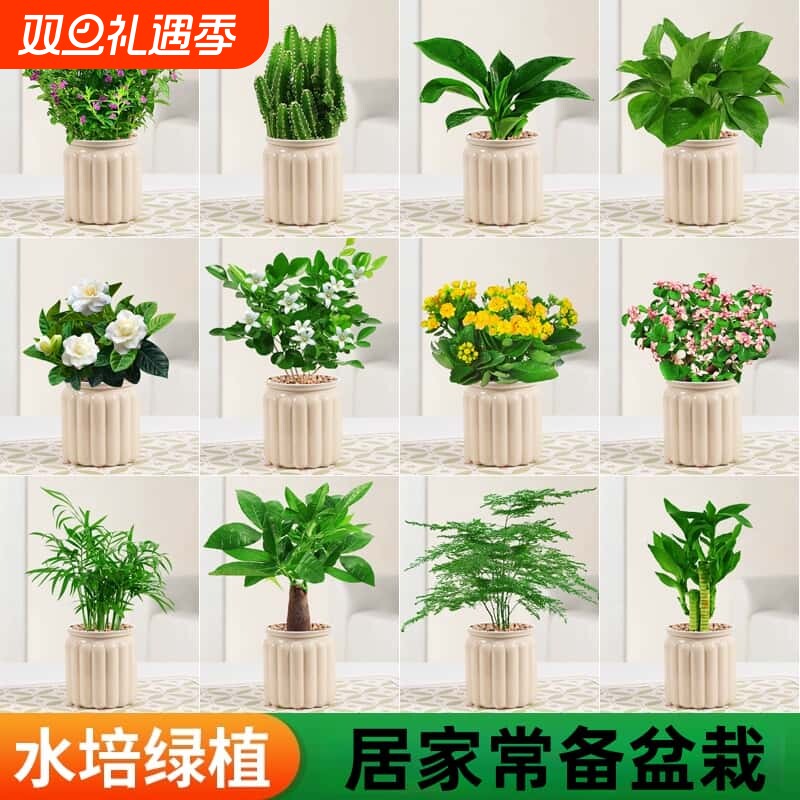 水培植物发财树盆栽绿萝箩栀子花绿植花卉室内多肉好养活茉莉花