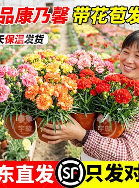 带花康乃馨盆栽带花苞四季花卉室内耐寒阳台植物好养易活开花重瓣