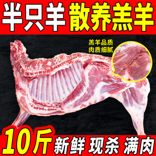 10斤内蒙古半只羊新鲜羔羊肉冷冻羊排羊蝎子全羊羊腿烧烤食材