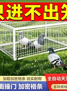 天落笼加密只进不出鸽子笼撞门笼活络门自动回收鸽子神器室外鸽笼