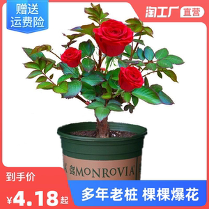 玫瑰花苗盆栽老桩特大花室内外耐寒蔷薇月季花卉四季开花庭院阳台
