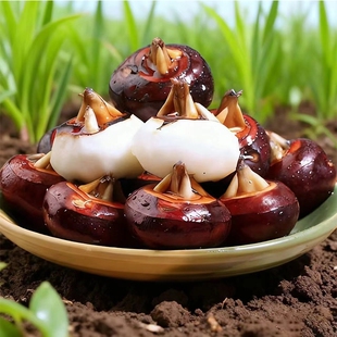 新鲜马蹄5斤荸荠应当季水果蔬菜现挖马蹄莲脆地栗梨饽荠带泥发货