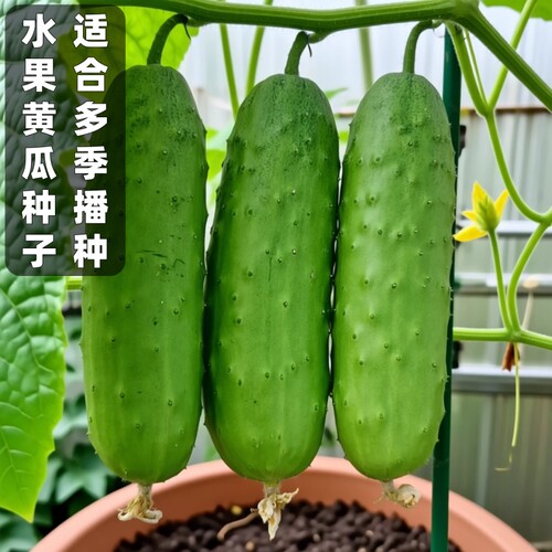 水果黄瓜种子春秋季种植水果蔬菜种籽大田盆栽高产奶油玉女阳台