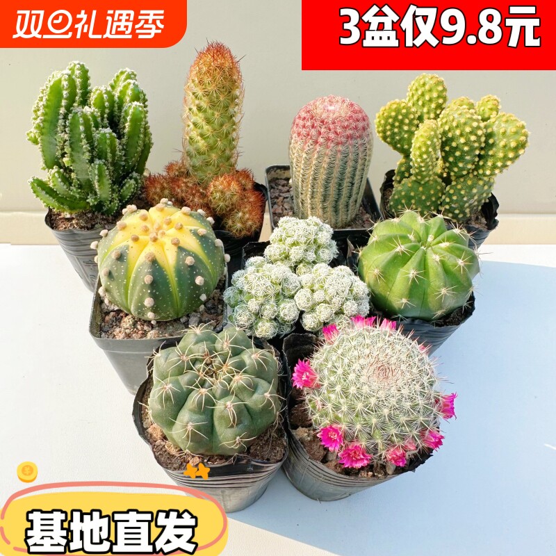 仙人球套餐大全红太阳黄金兜办公桌面防辐射吸甲醛多肉组合好养活