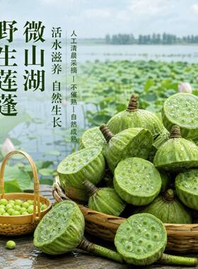 现货新鲜莲蓬现摘生新鲜孕妇水果