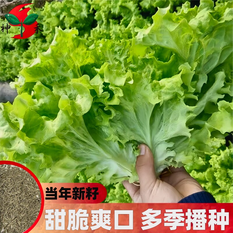甜脆玻璃生菜种子阳台多季盆栽莱种蔬菜孑菜籽高产白菜茼蒿耐抽苔