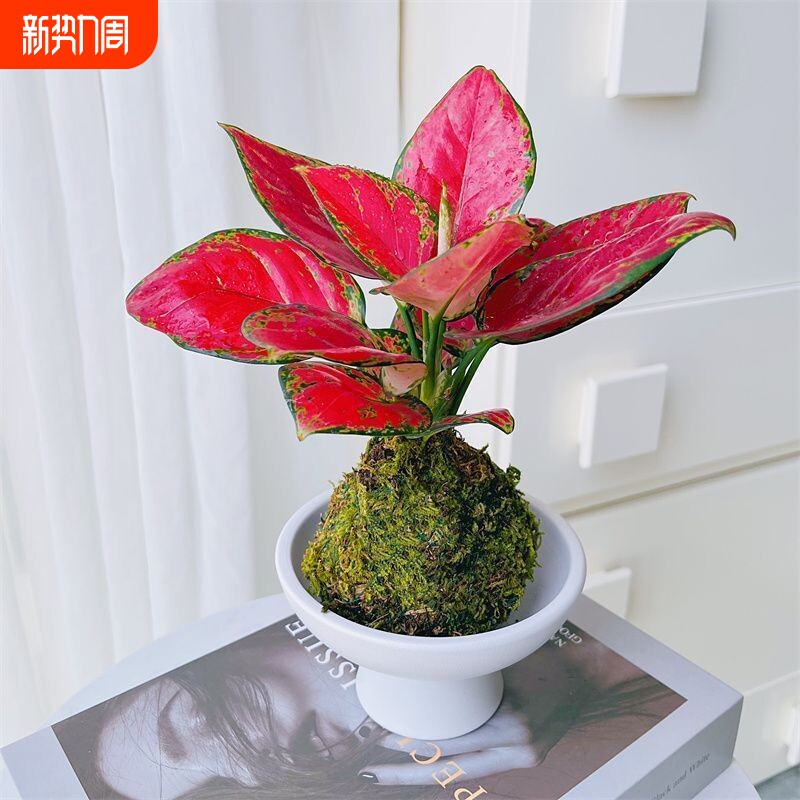 吉利红红颜如意水培植物室内花卉四季好养净化空气室外阳台办公桌