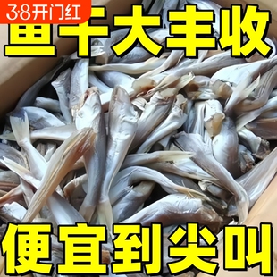 小鱼干红娘鱼干渔民自制风干无头海鱼干山东咸鱼干自晒野生红头鱼