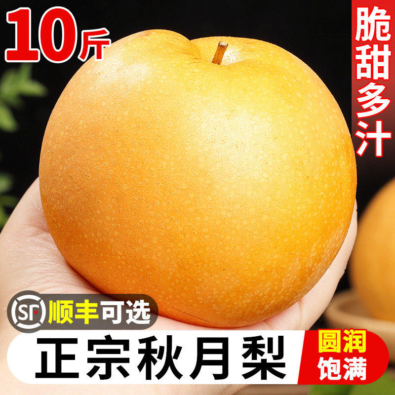 正宗山东秋月梨新鲜梨子5斤当季现摘莱阳冰糖梨雪梨蜜梨水果包邮