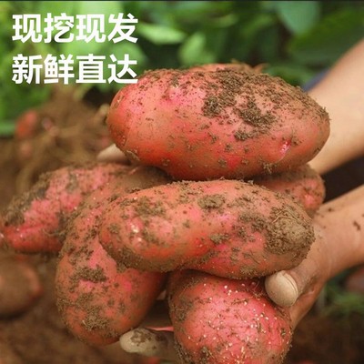 云南高原红皮小土豆五斤
