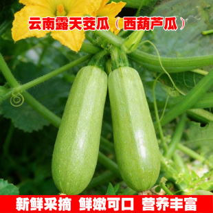 包邮 蔬菜 新鲜西葫芦瓜云南产地直发鲜嫩茭瓜三月瓜三叶瓜小瓜应季