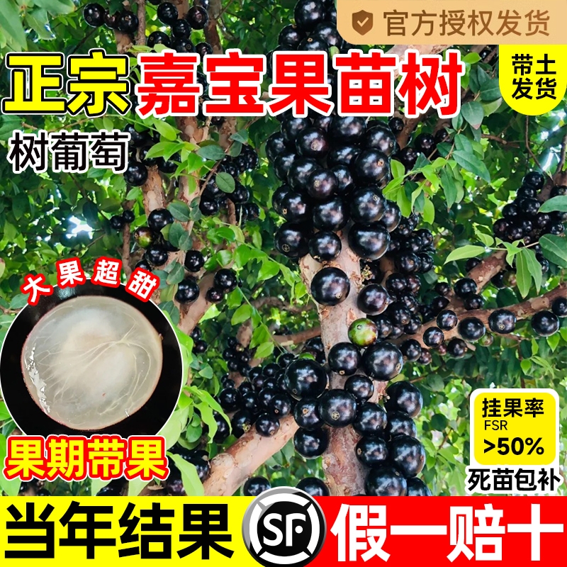 正宗四季嘉宝果苗树树葡萄果苗沙巴艾斯卡庭院果树南北方种植盆栽