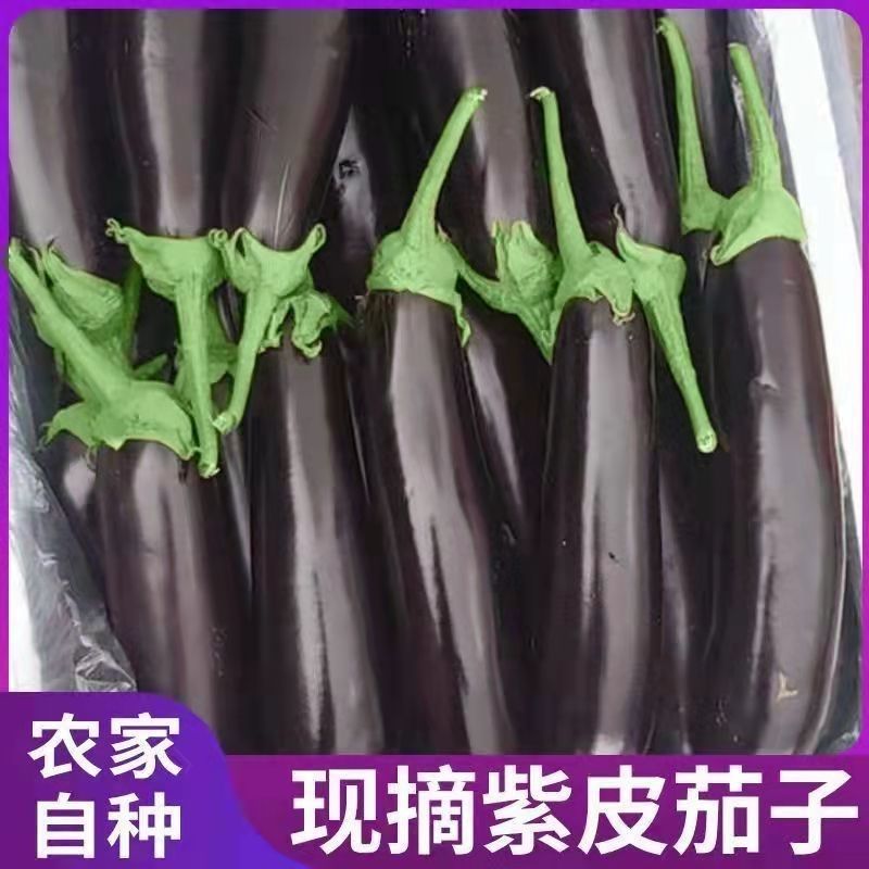 新货山东现摘新鲜茄子紫色黑色绿裤散装大烧烤面包茄自种原产紫皮
