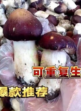 大球盖菇 赤松茸菌菌种 蘑菇菌种 食用菌菌种家庭盆栽阳台专用