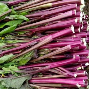湖北新鲜红菜苔脆嫩紫菜苔农家洪山红菜苔油菜心时令蔬菜