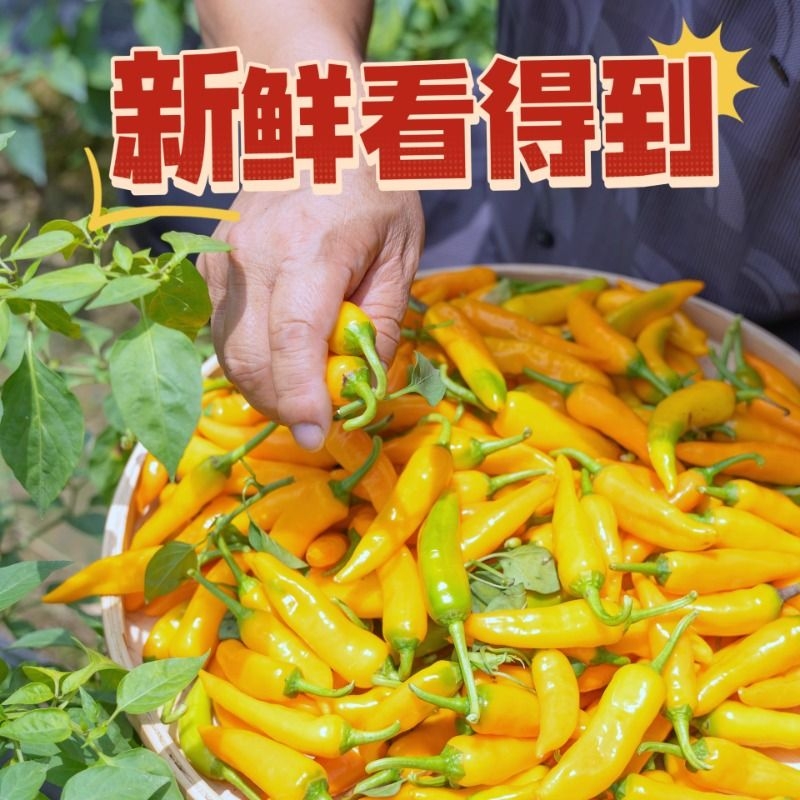 农家自种黄椒永安地标产品福鼎肉片福州鱼丸同款下饭新鲜小米椒