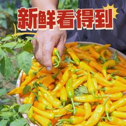 农家自种黄椒永安地标产品福鼎肉片福州鱼丸同款下饭新鲜小米椒