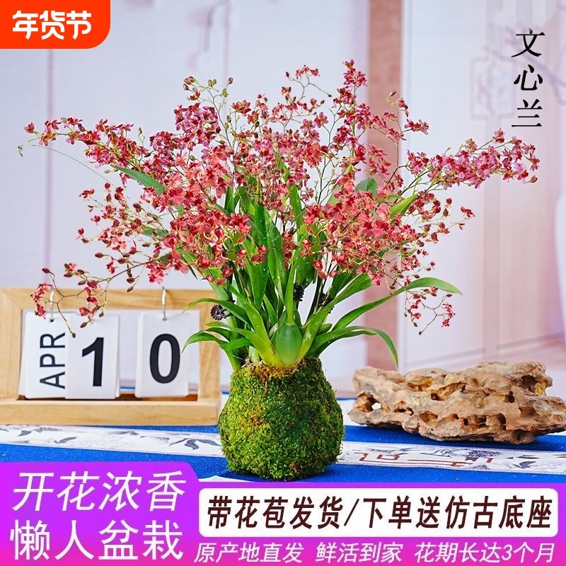 带花苞 多支花 吉祥红梦香文心兰冬季浓香混色室内绿植花卉苔藓球,鲜花速递/花卉仿真/绿植园艺,时令草本花卉,淘宝优惠券,粉丝福利购,淘宝优惠卷