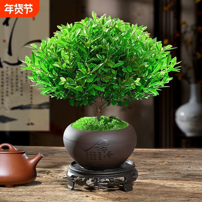 小叶赤楠老桩苗紫檀微景观水培办公室四季好养盆景好养绿植盆栽,鲜花速递/花卉仿真/绿植园艺,绿植,淘宝优惠券,粉丝福利购,淘宝优惠卷