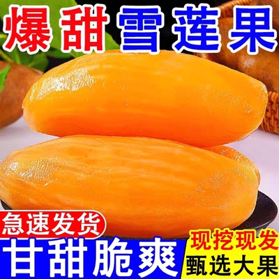 云南天山雪莲果新鲜当季水果现摘现发清甜爽脆新鲜水果批发包邮