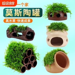 莫斯陶罐水草鱼缸造景真植物躲避罐虾屋小摆件繁殖躲避屋底部水质