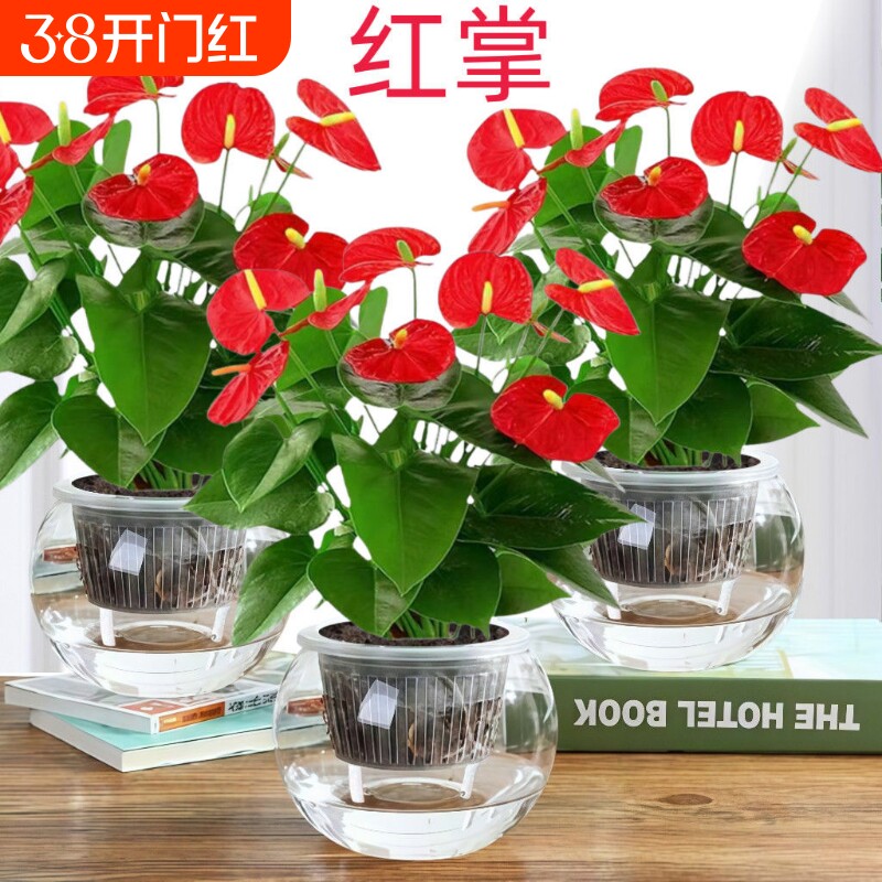 红掌水培盆栽花卉植物粉掌室内一帆风顺好养鸿运当头绿植