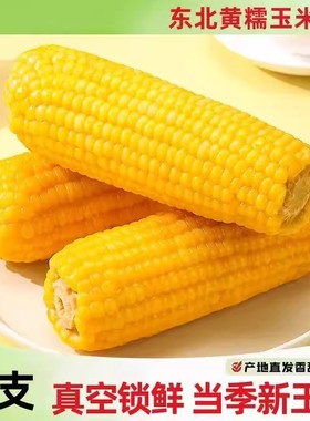正宗东北糯玉米粘玉米粘苞米粘糯新鲜真空锁鲜黄糯玉米新鲜糯玉米