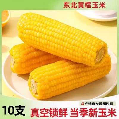 正宗东北糯玉米粘玉米粘苞米粘糯新鲜真空锁鲜黄糯玉米新鲜糯玉米