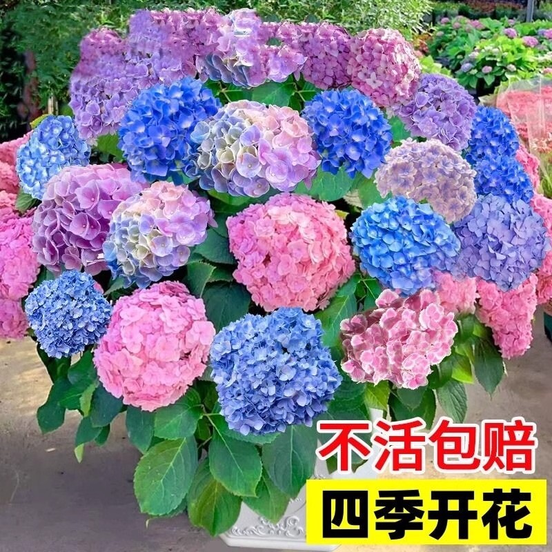 绣球花苗盆栽老桩无尽夏大花室外植物庭院好养玫瑰花耐寒四季开花