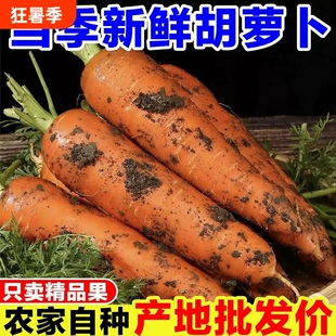 新鲜现挖带泥胡萝卜鲜嫩脆甜农家自种蔬菜水果红萝卜整箱批发当季