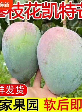 攀枝花凯特芒果新鲜水果肉厚滑嫩水润多汁当季现摘